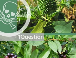 1Question: What are the most common dangerous plants?