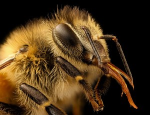A few difficult questions about bees
