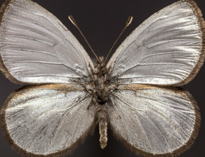 A unique butterfly in the collection of the Natural Sciences Education Centre