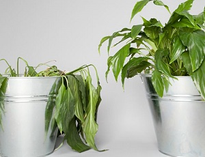 How plants deal with stress