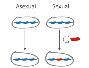 Evolutionary purpose of bacterial sex