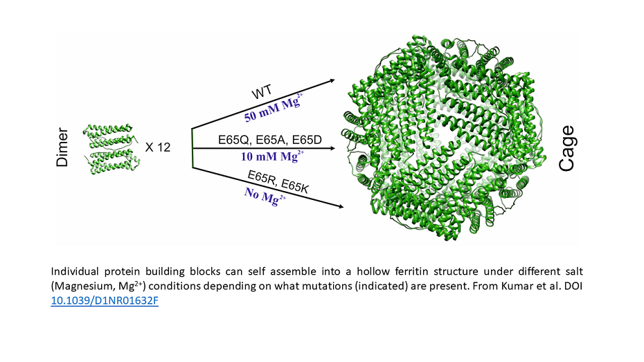 Individual protein building blocks can self assemble into a hollow ferritin structure under different salt (Magnesium) conditions depending on what mutations are present. Source: Kumar et al.