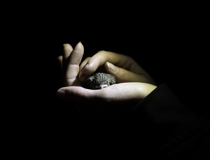 How nocturnal light impacts wild animals