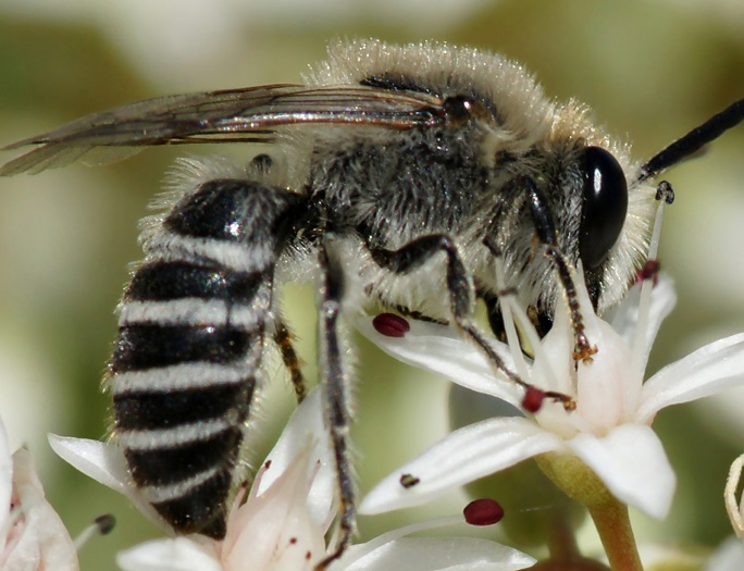 The role of potassium and sodium in the diet of bees