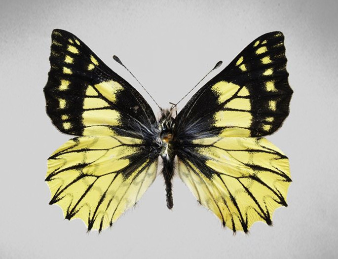 Newly discovered butterfly named after Nicolaus Copernicus