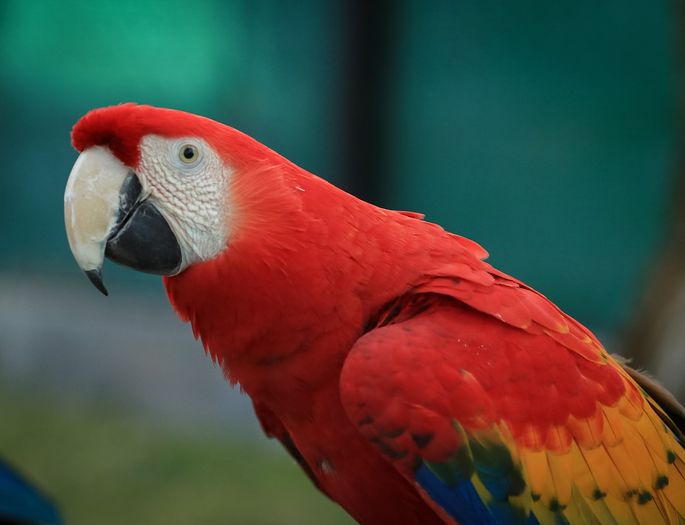 SOLARIS research to investigate why parrots have colourful fearthers