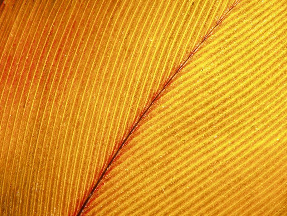 Szczegółowy widok żółtego pióra ary