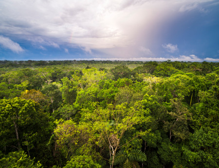 Was ancient Amazonia an urban jungle?