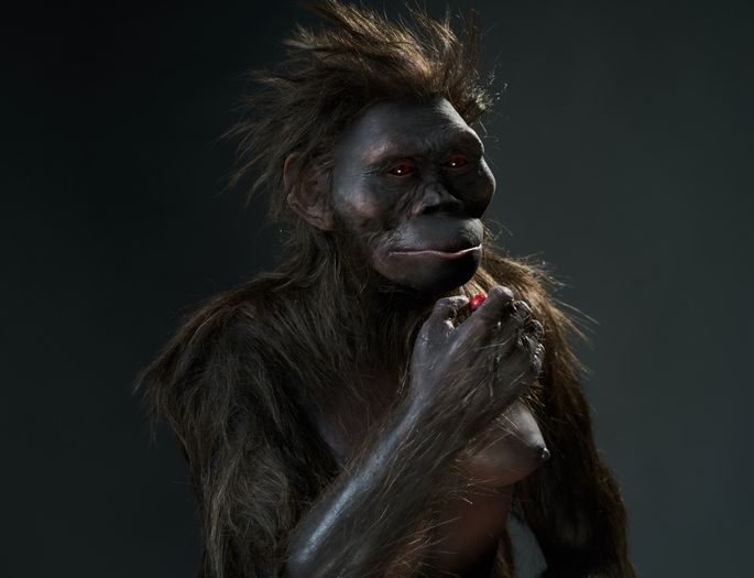 New reconstruction of a human ancestor displayed at the Nature Education Centre