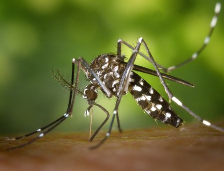 JU scientists describe a degradable polymer that inactivates Zika virus