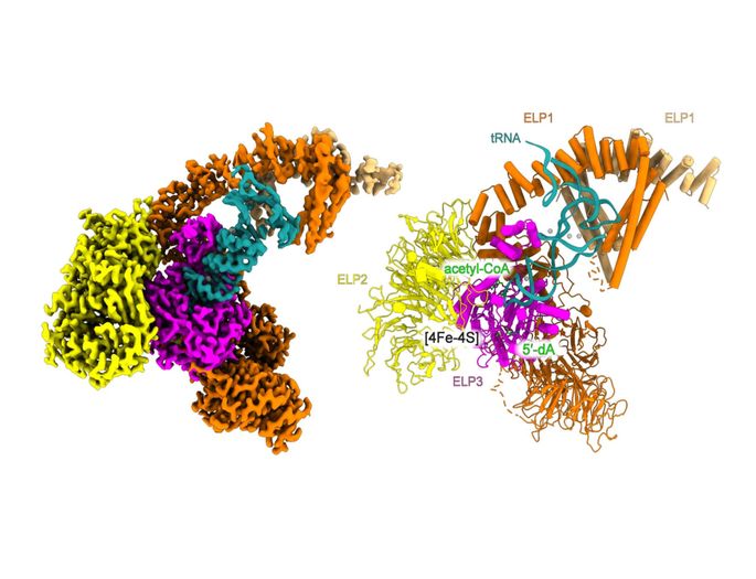 Structure and mechanism of human Elongator revealed
